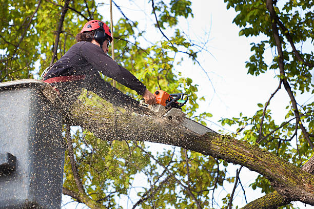 The Steps Involved in Our Tree Care Process in Shorewood Tower Hills Harbert, MI